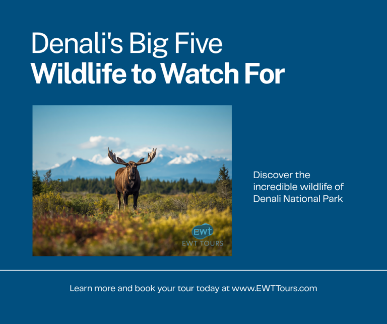 Denali’s ‘Big Five’: The Wildlife to Watch For